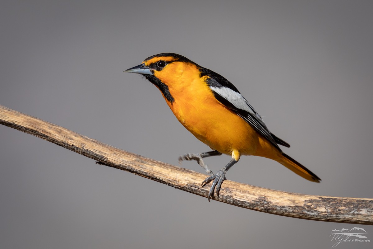 Bullock's Oriole - Robert Gallucci