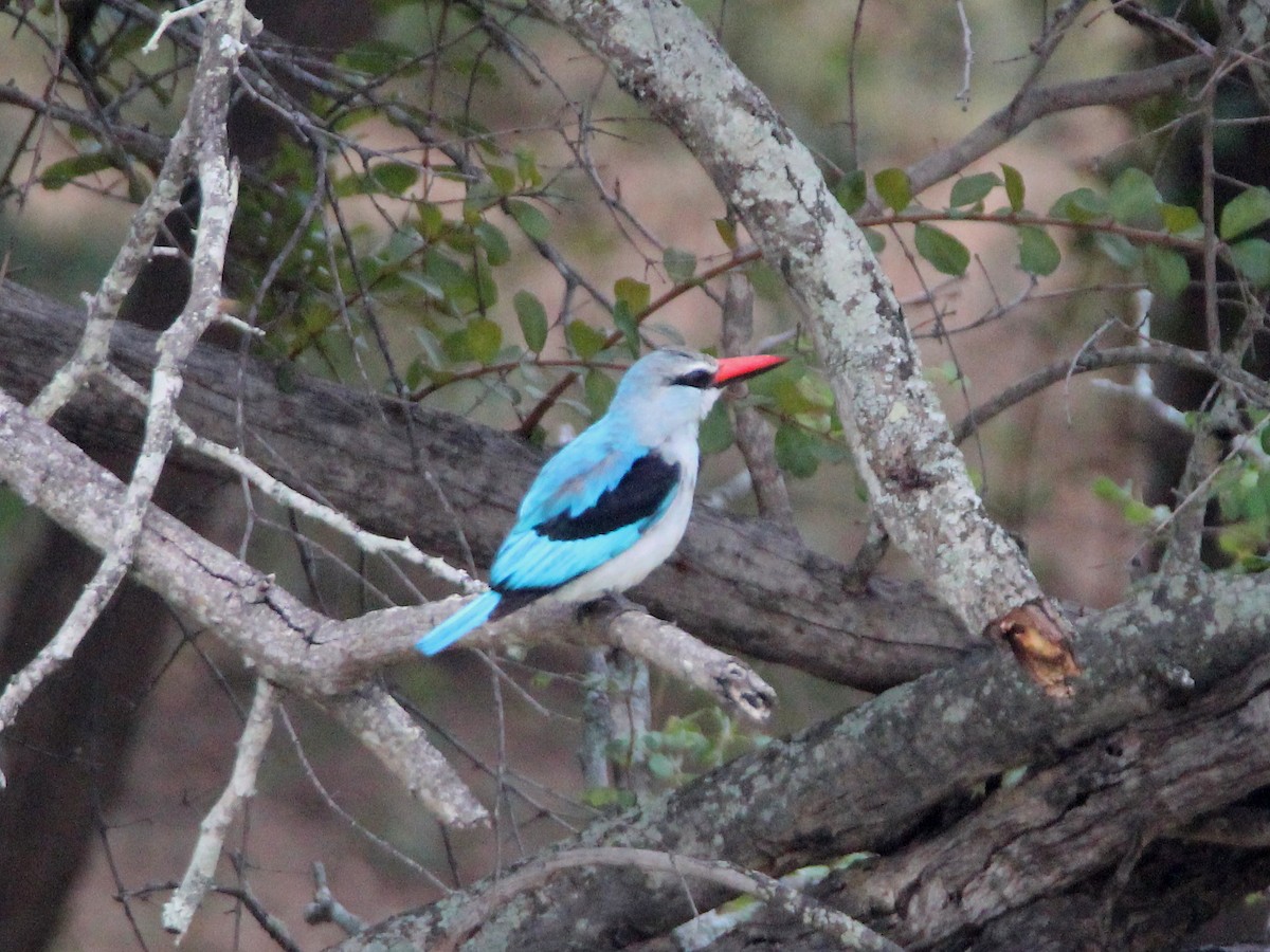 Woodland Kingfisher - ML152777601