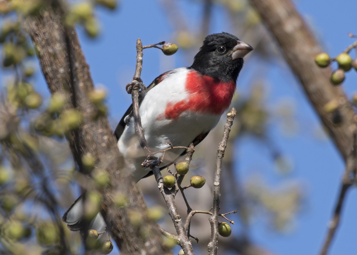 Rose-breasted Grosbeak - ML152777641