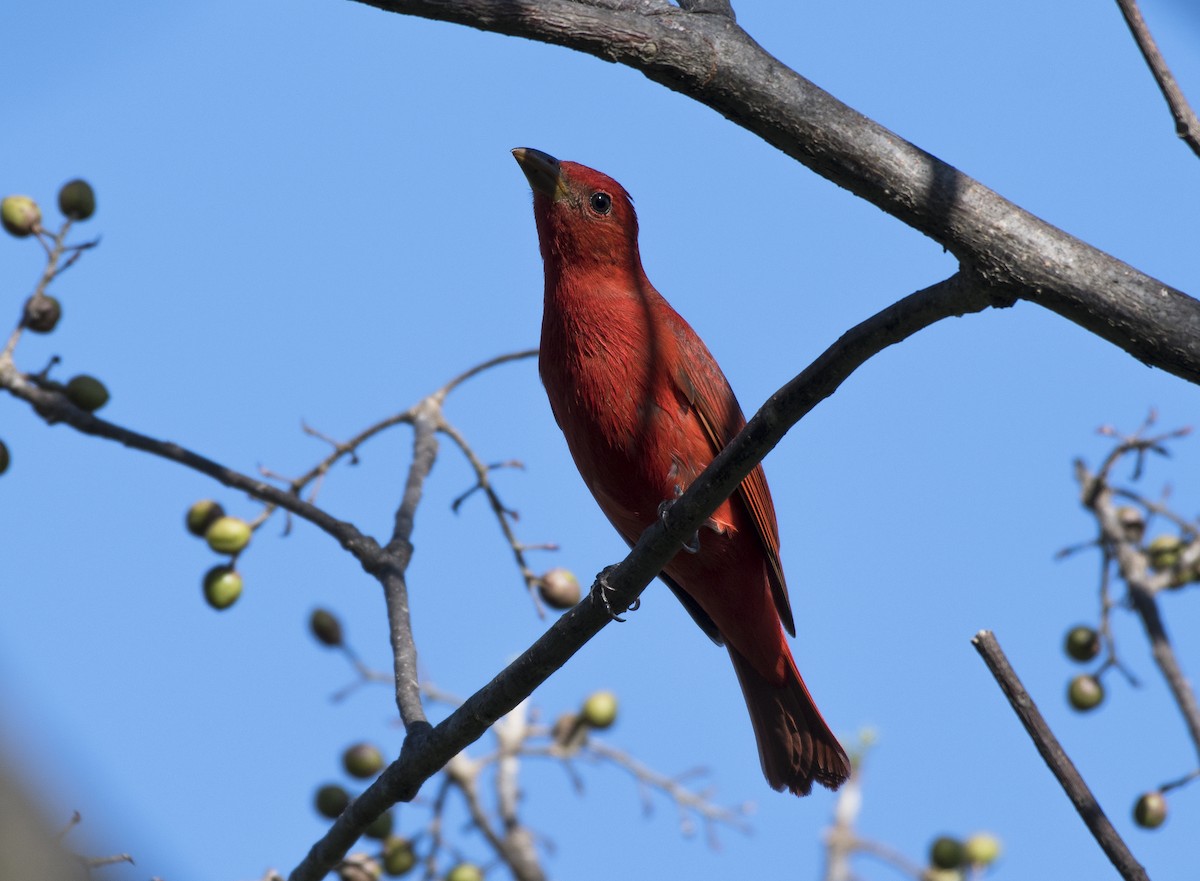 Summer Tanager - ML152777691