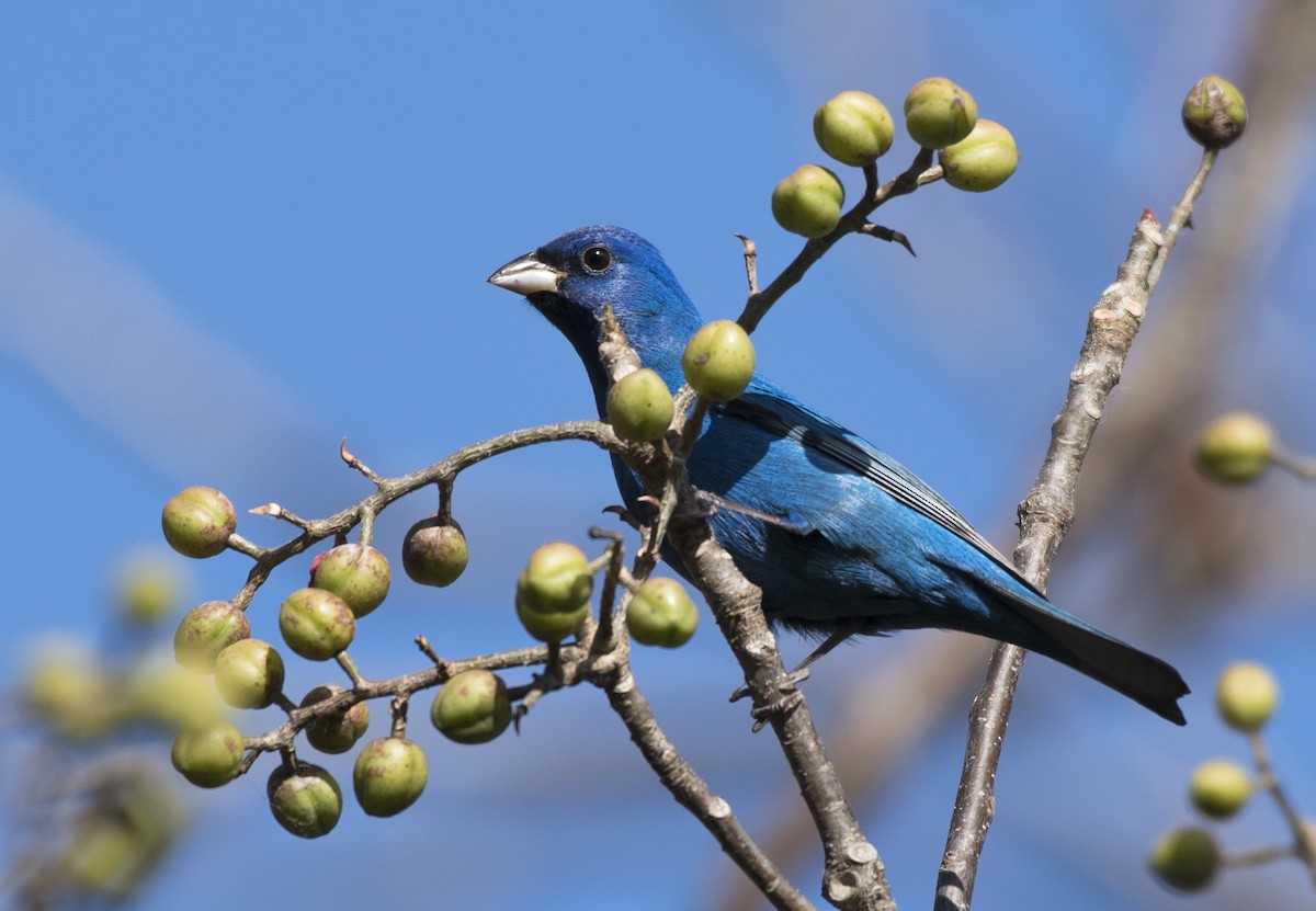 Indigo Bunting - ML152777761