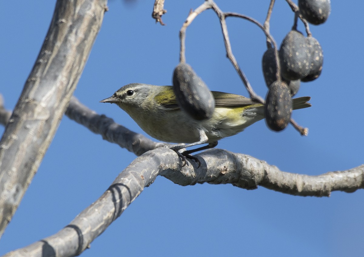 Tennessee Warbler - ML152777841