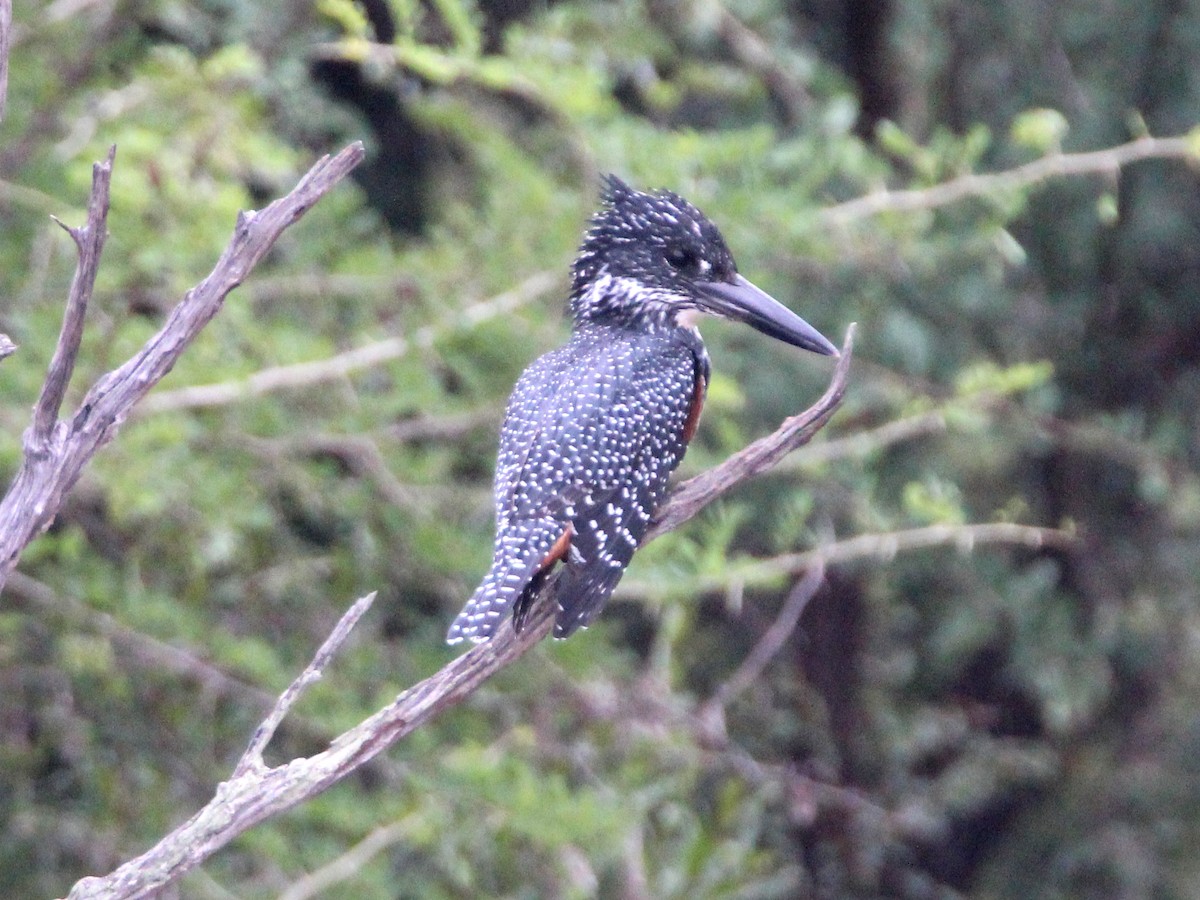 Giant Kingfisher - ML152777881