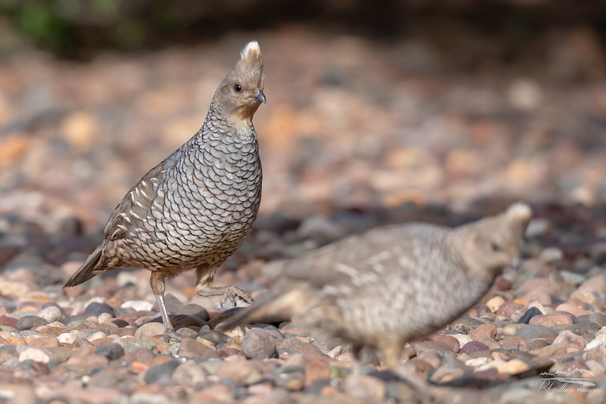 Scaled Quail - Robert Gallucci