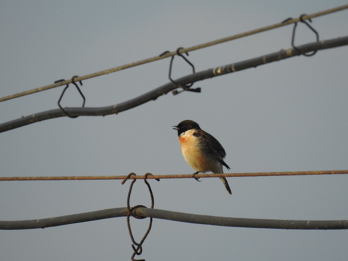 Amur Stonechat - Yuren Cao