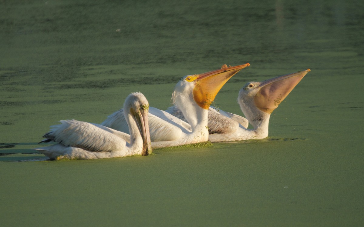 pelikán severoamerický - ML152778971