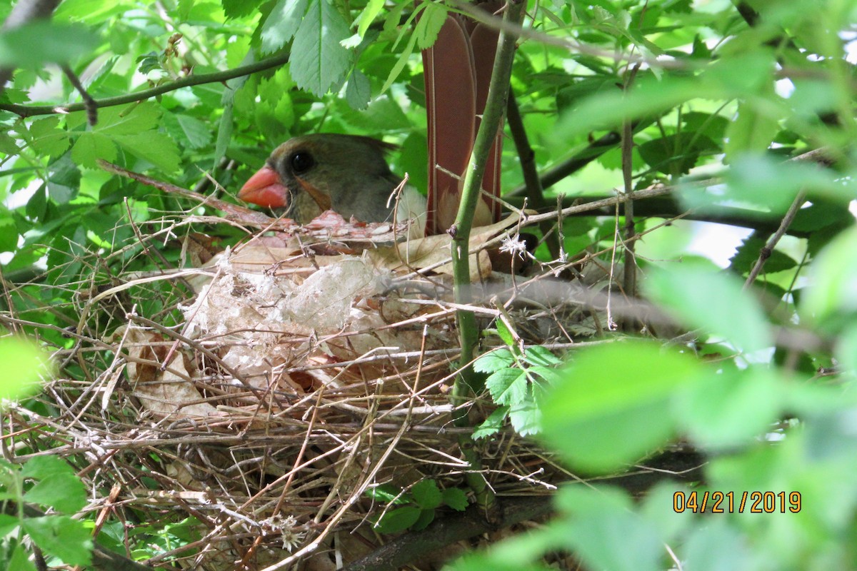 Northern Cardinal - ML152778991