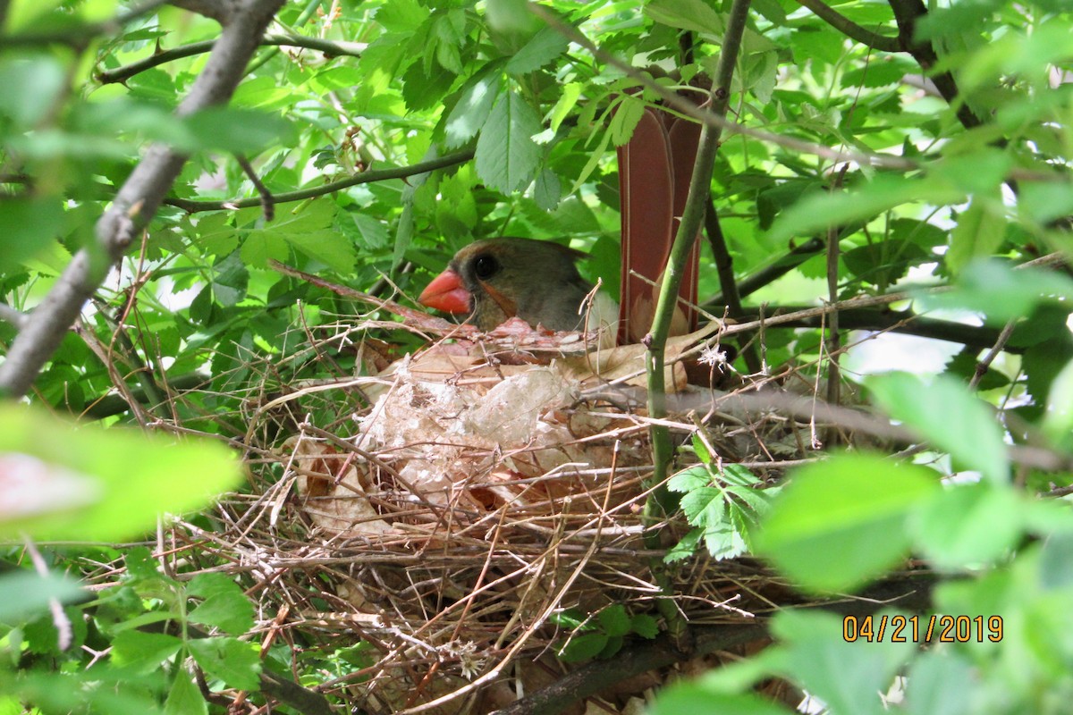 Northern Cardinal - ML152779001