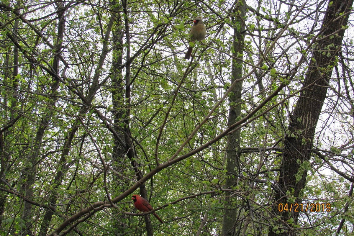 Northern Cardinal - ML152779041