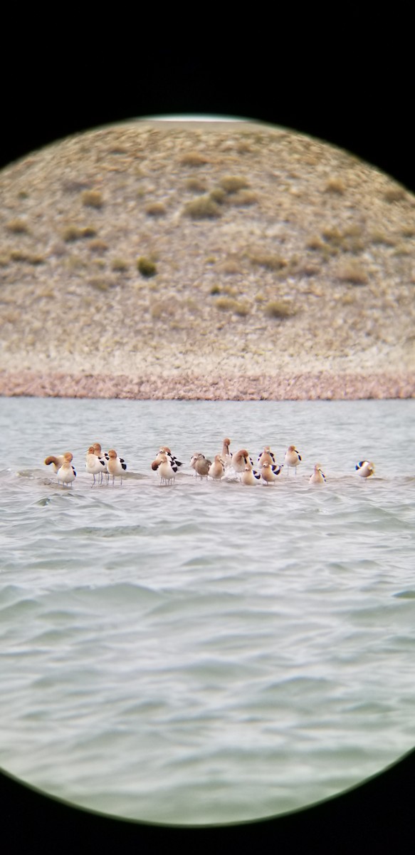 American Avocet - ML152779751