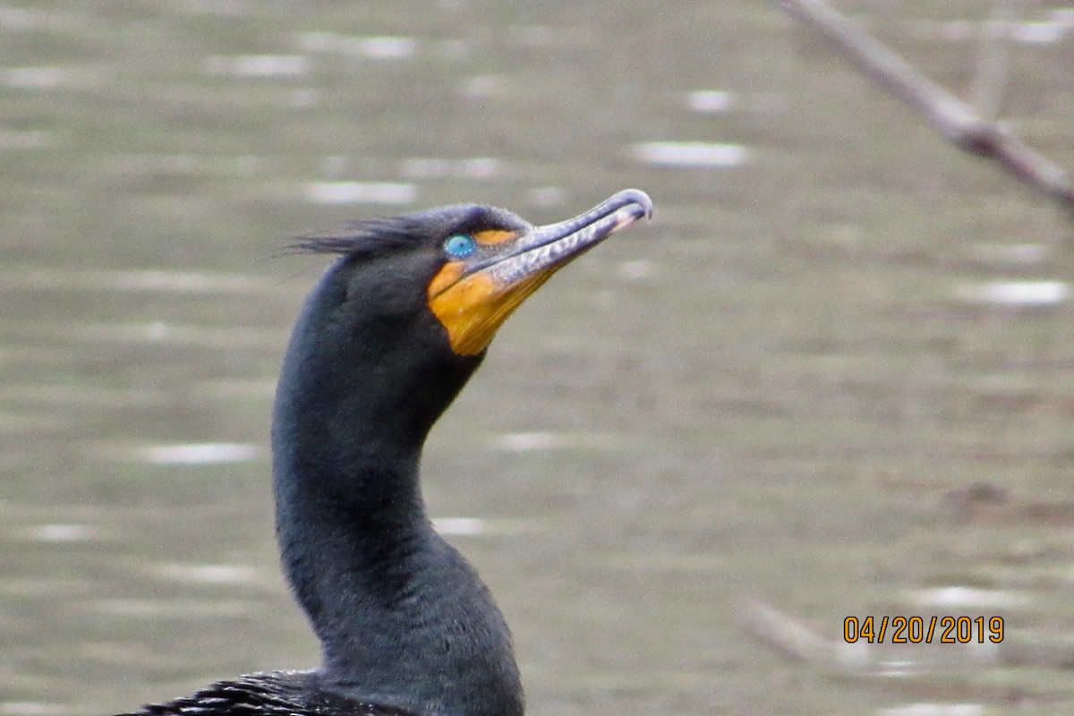 Double-crested Cormorant - ML152780661