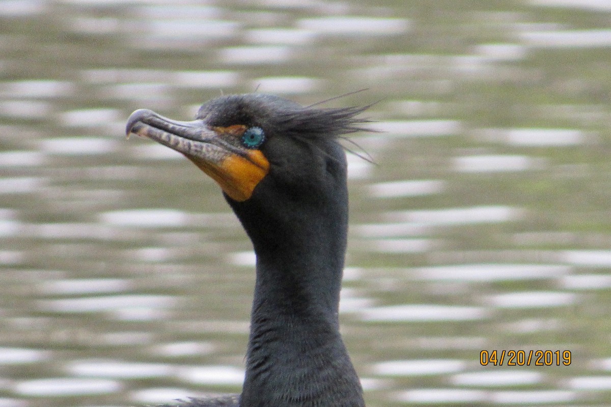 Double-crested Cormorant - ML152780691