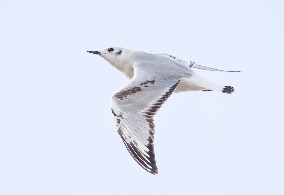 Bonaparte's Gull - Jerry Ting