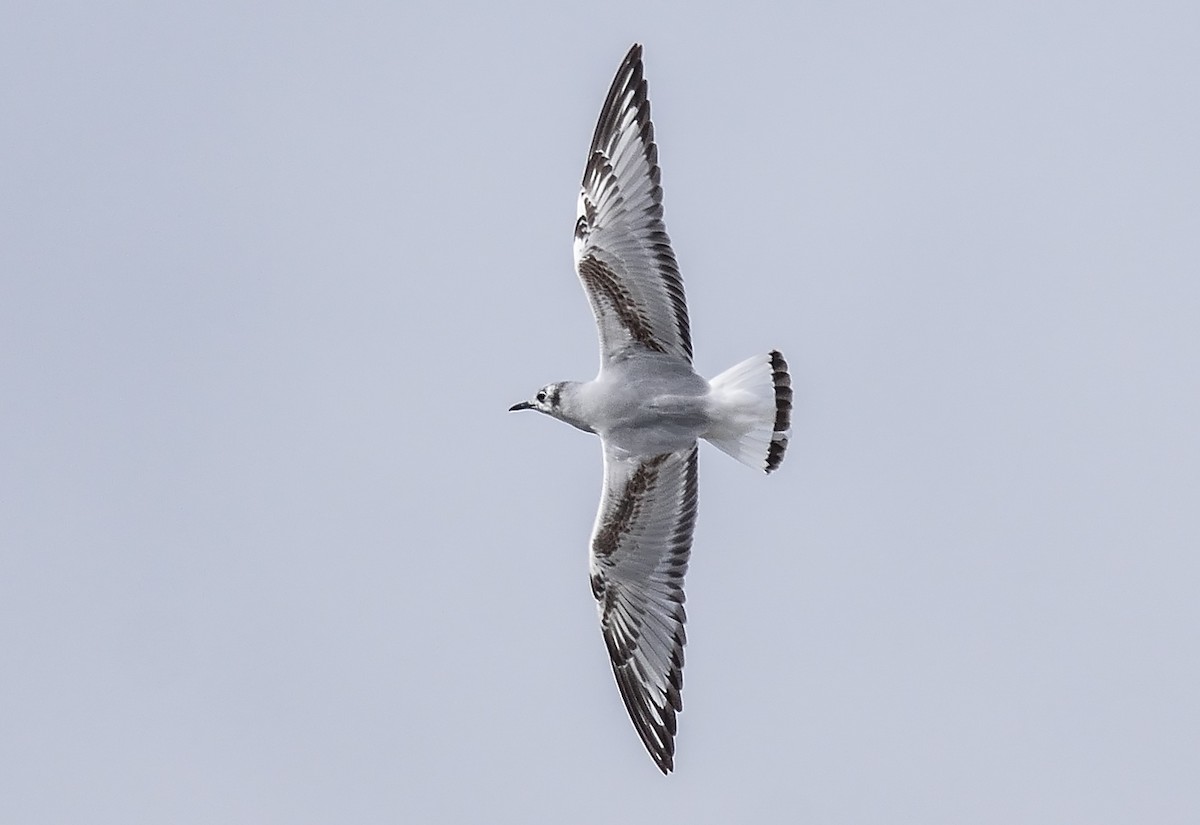 Bonaparte's Gull - Jerry Ting