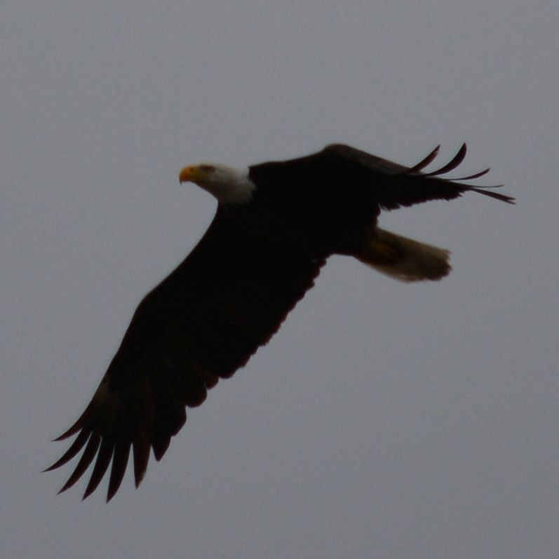 Bald Eagle - ML152782181