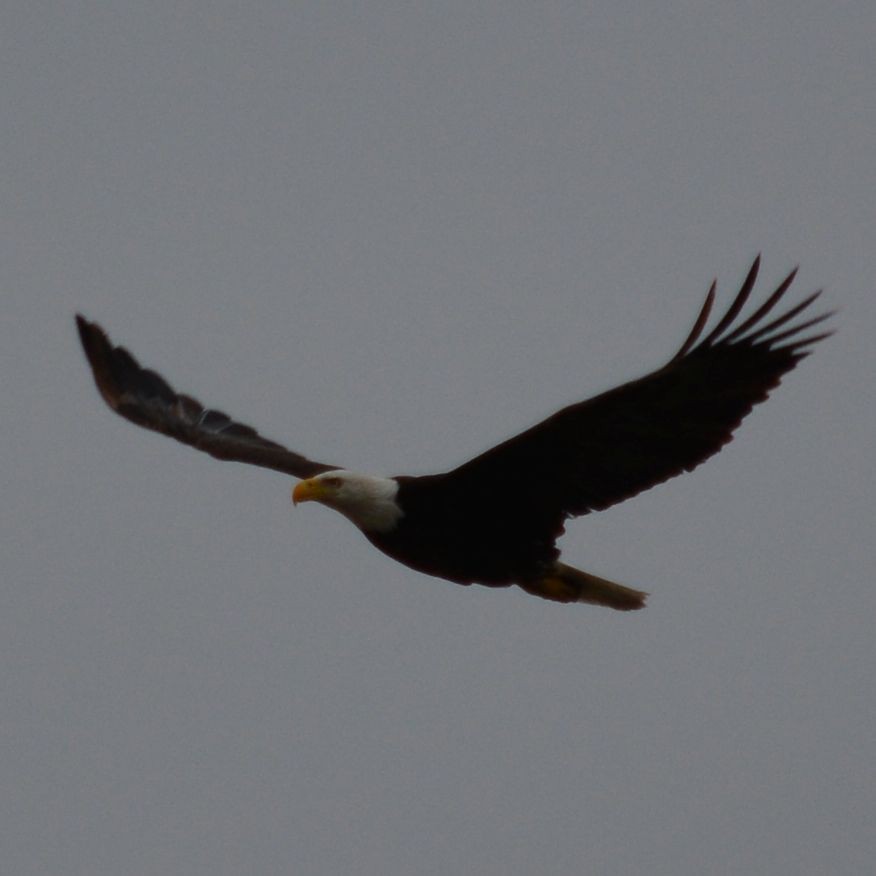 Bald Eagle - ML152782191