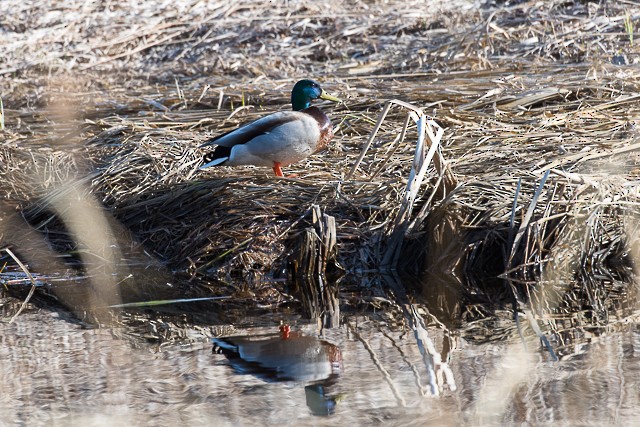 Mallard - David Broska