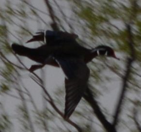 Wood Duck - ML152782621