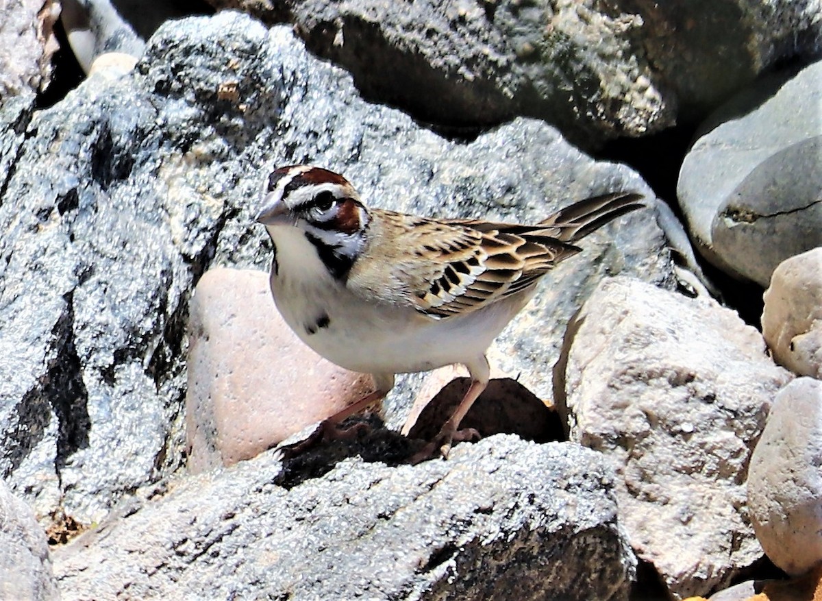 Lark Sparrow - Nancy Benner