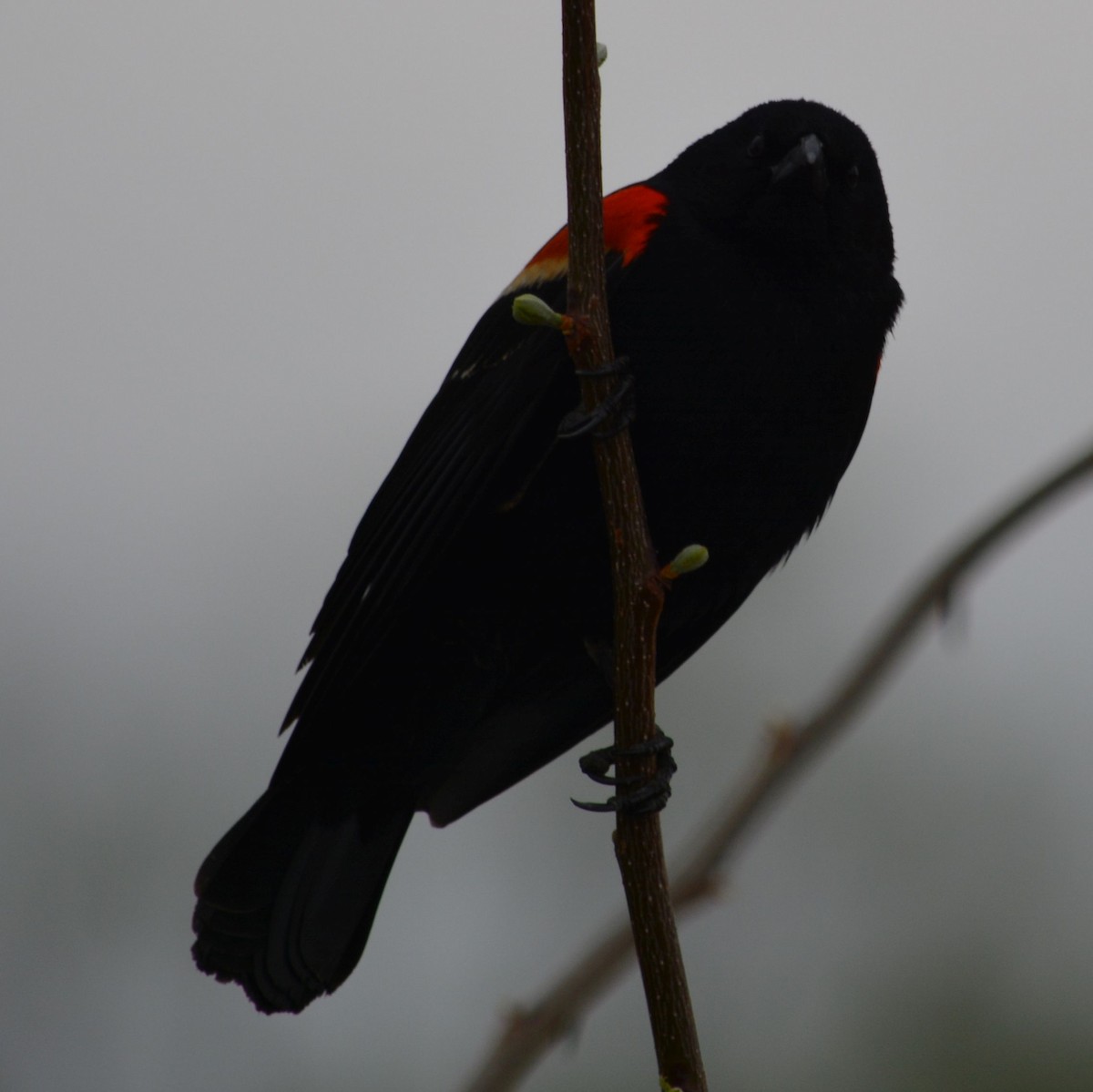 Red-winged Blackbird - Cynthia Van Den Broeke