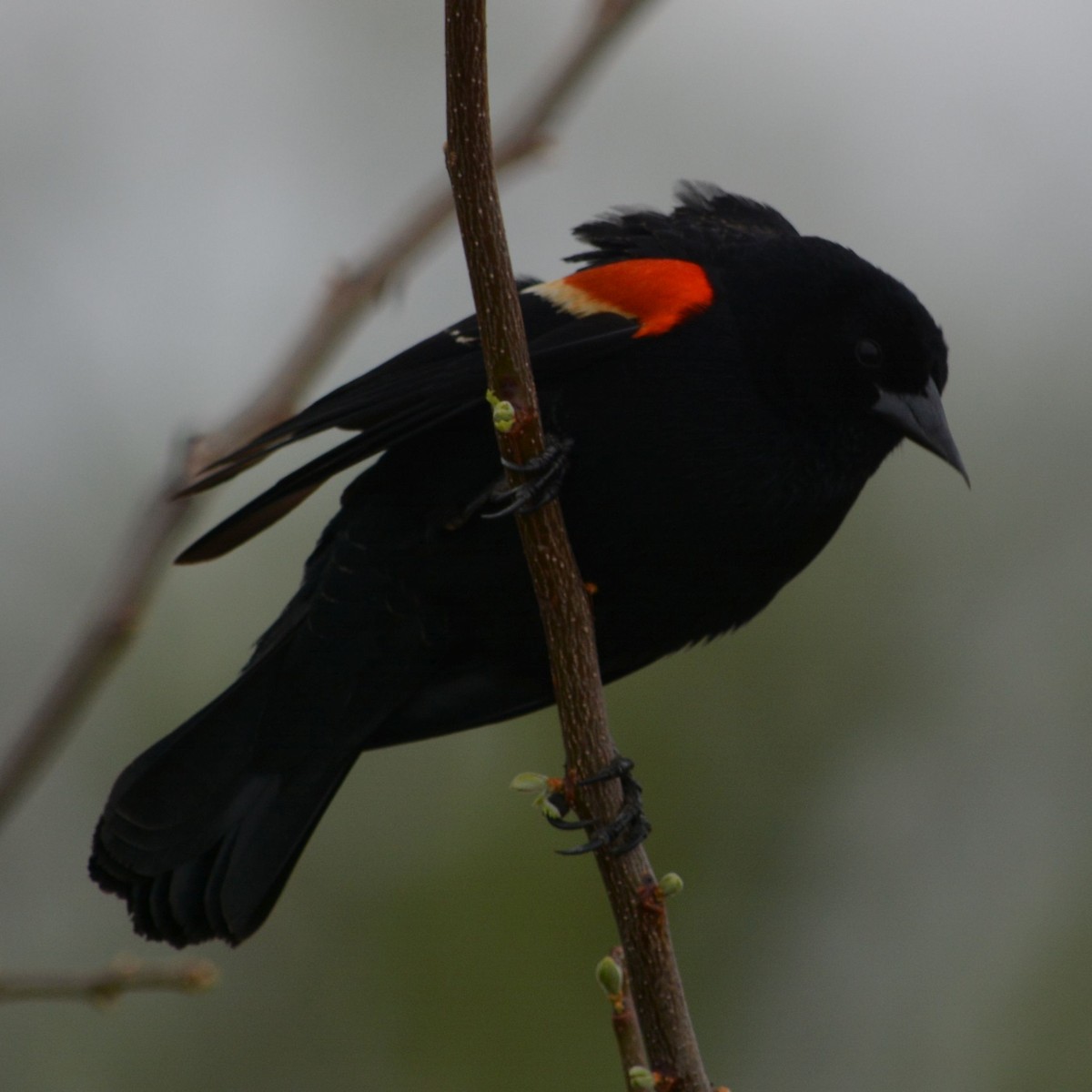 Red-winged Blackbird - ML152783291