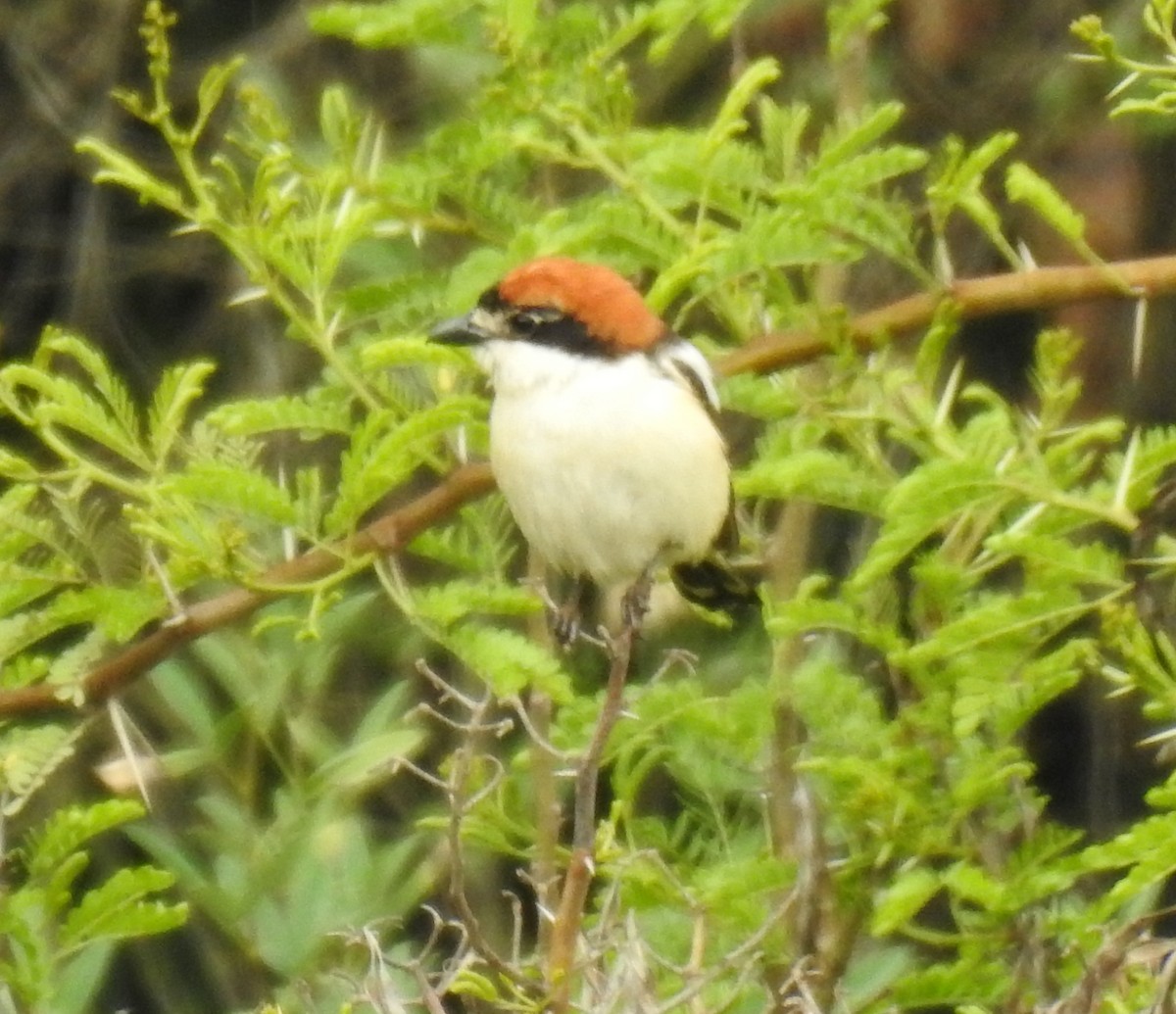 Woodchat Shrike - ML152783671