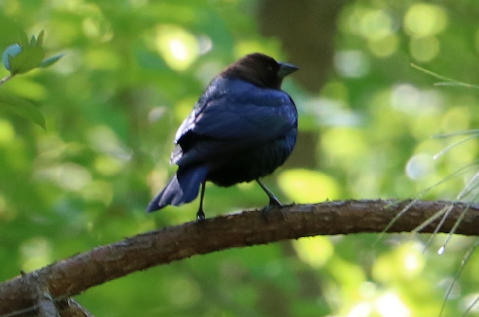 Brown-headed Cowbird - Forest Ridge