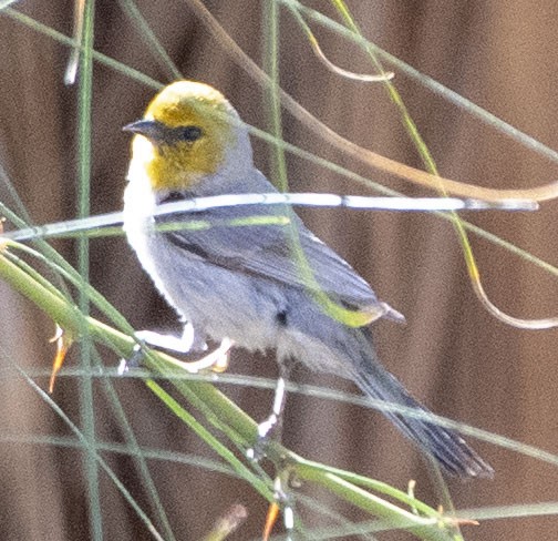 Pájaro Moscón Baloncito - ML152783981