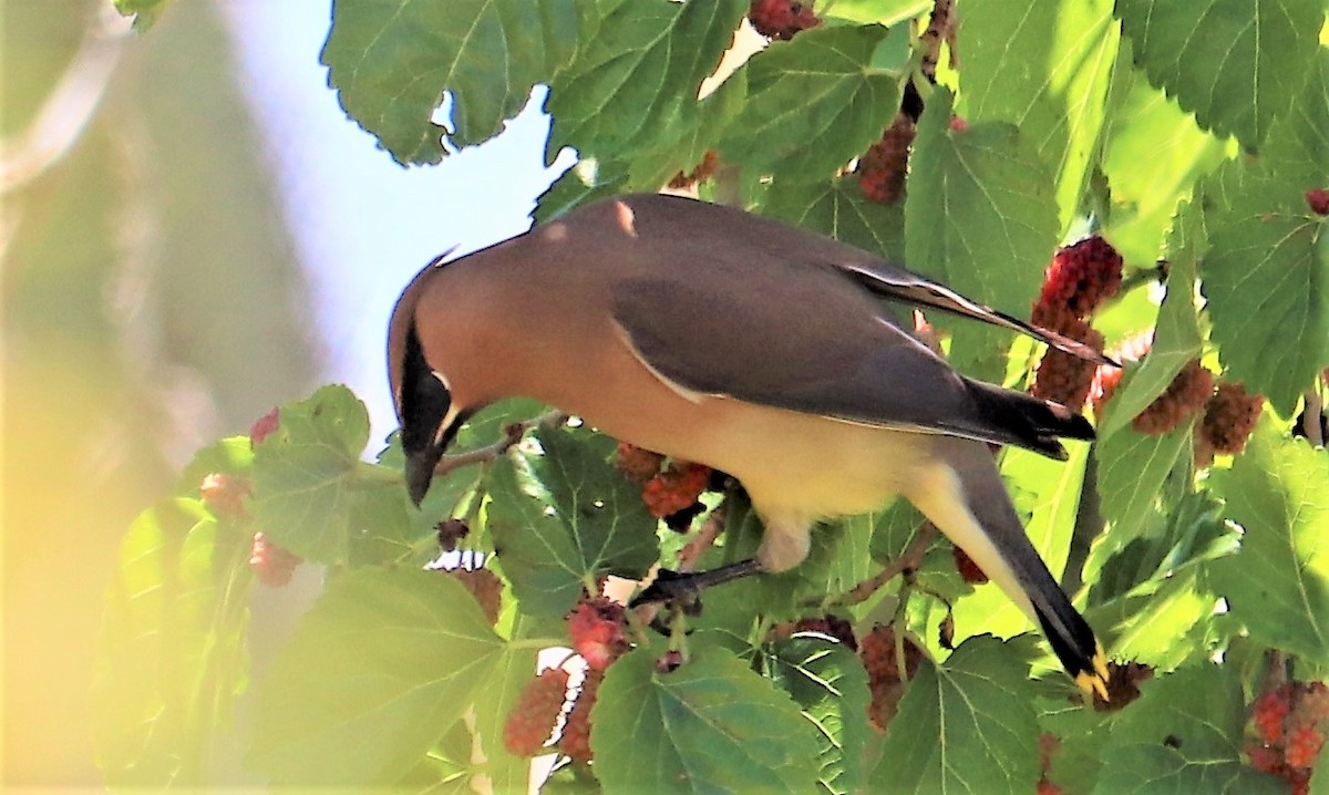 Cedar Waxwing - ML152784001