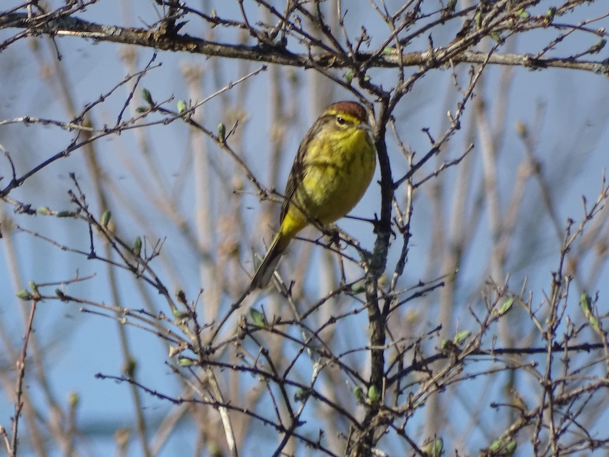 Palm Warbler - ML152784311