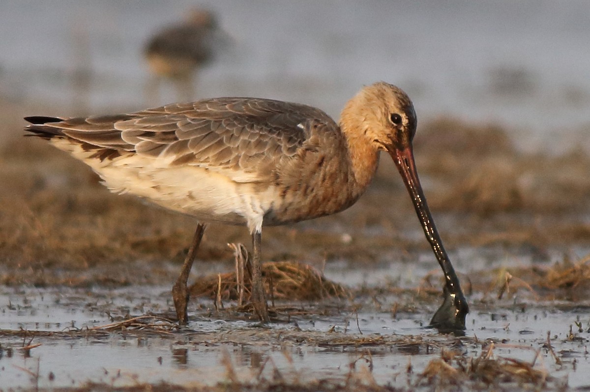 Black-tailed Godwit - Satish Sasi