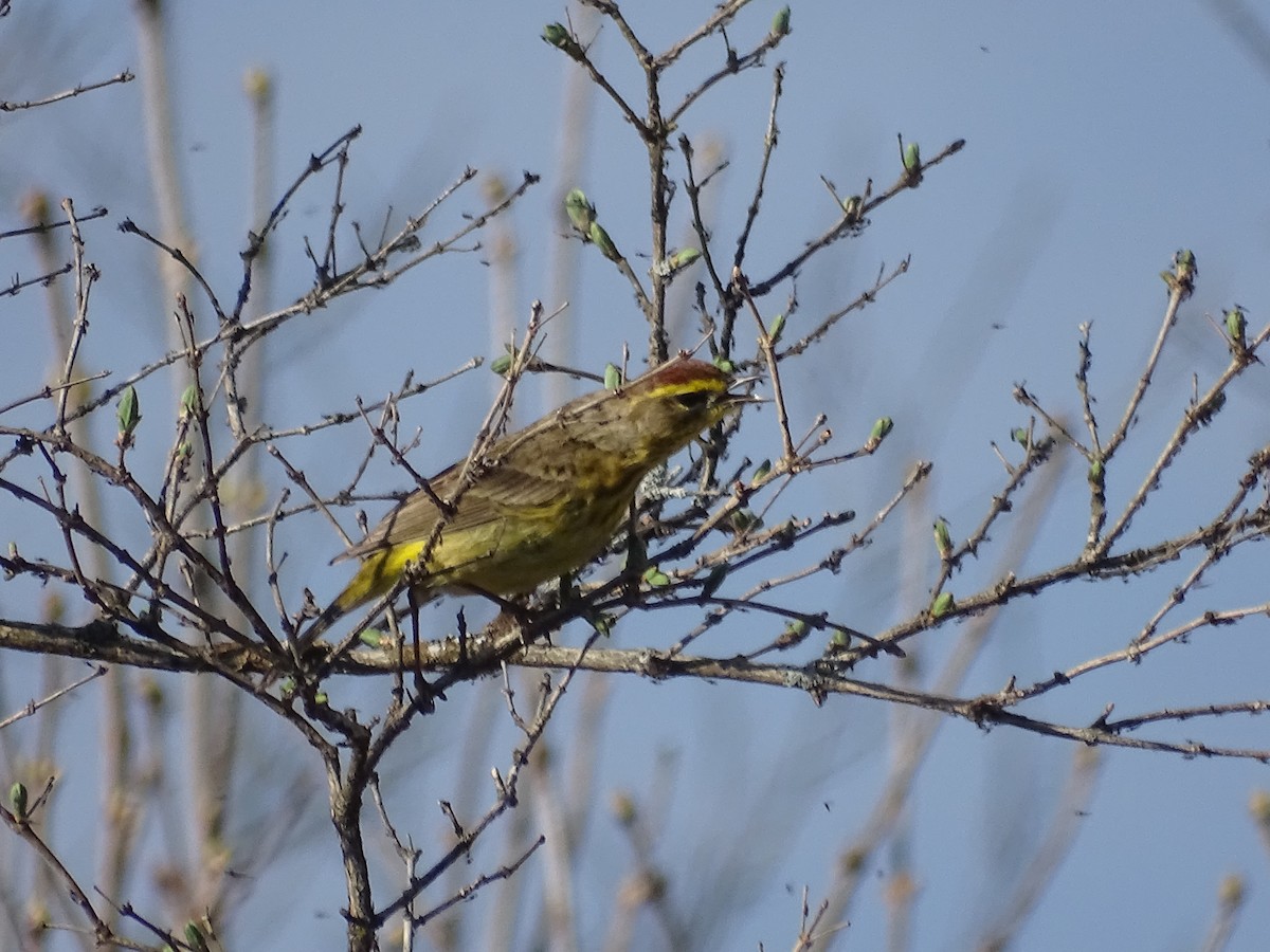 Palm Warbler - ML152784541