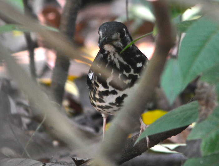 Ashy Thrush - Tristan Mirasol