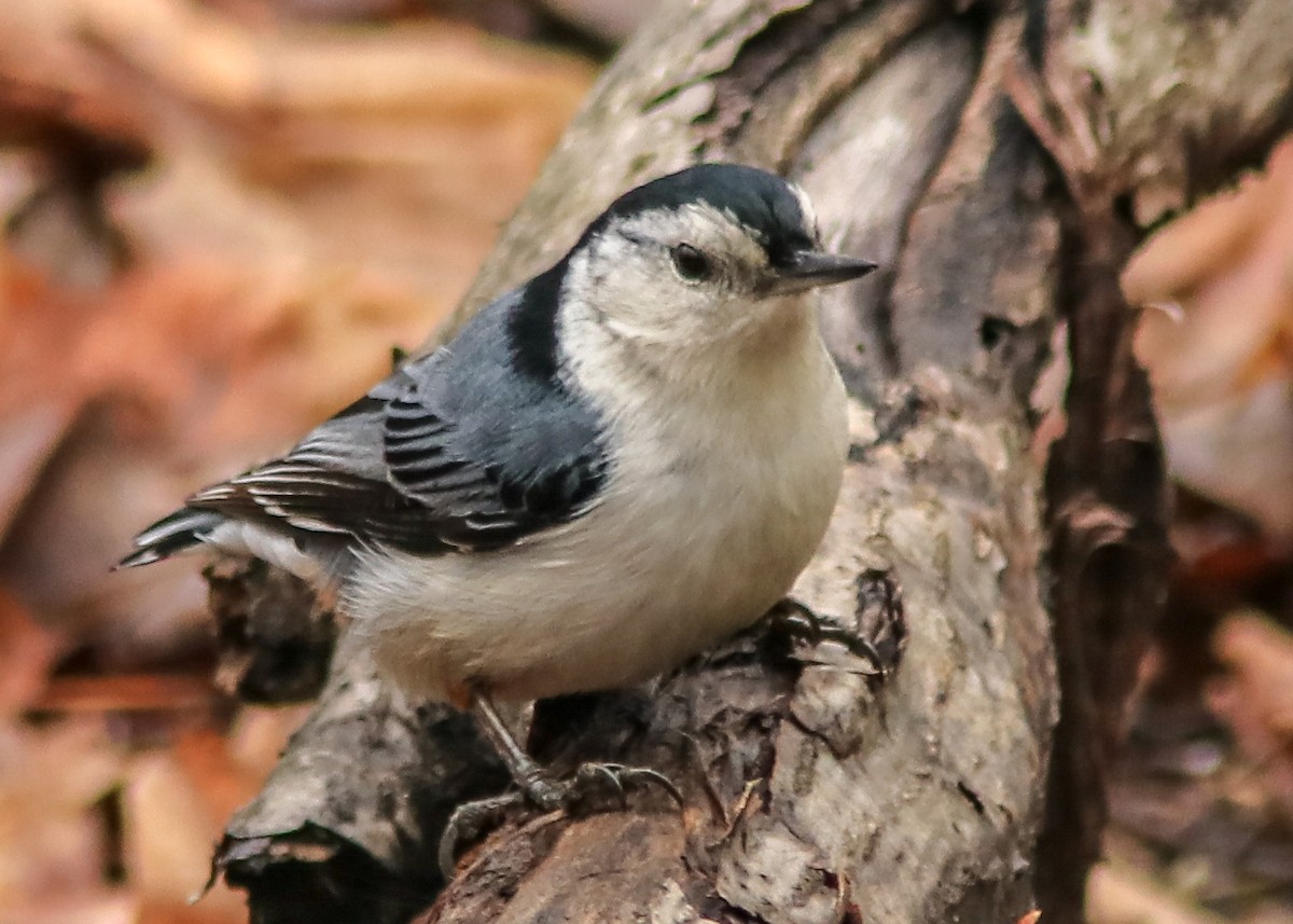 White-breasted Nuthatch - Marc Boisvert