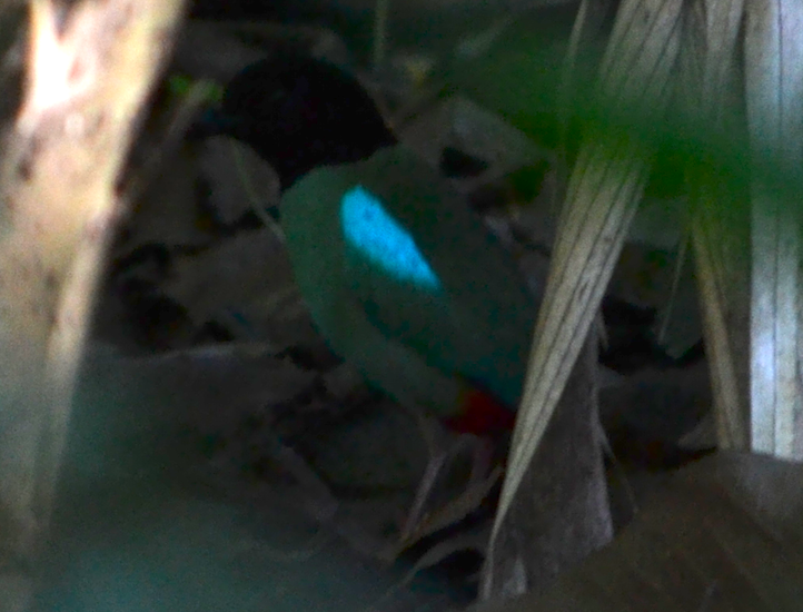 Western Hooded Pitta - Tristan Mirasol