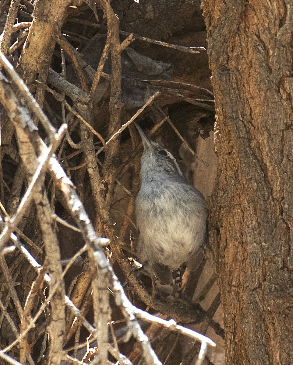 Bewick's Wren - ML152787491