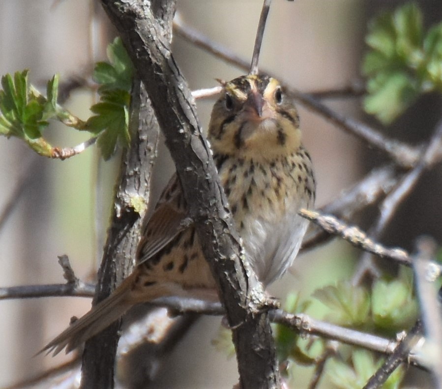 Henslow's Sparrow - ML152791581