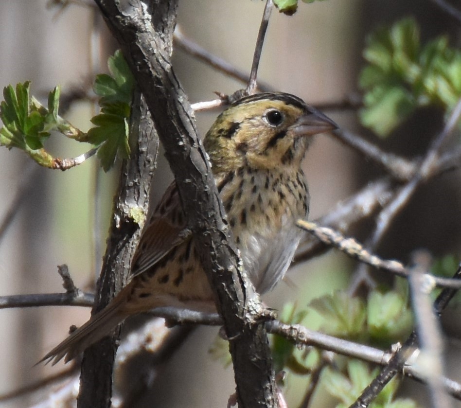 Henslow's Sparrow - ML152791631
