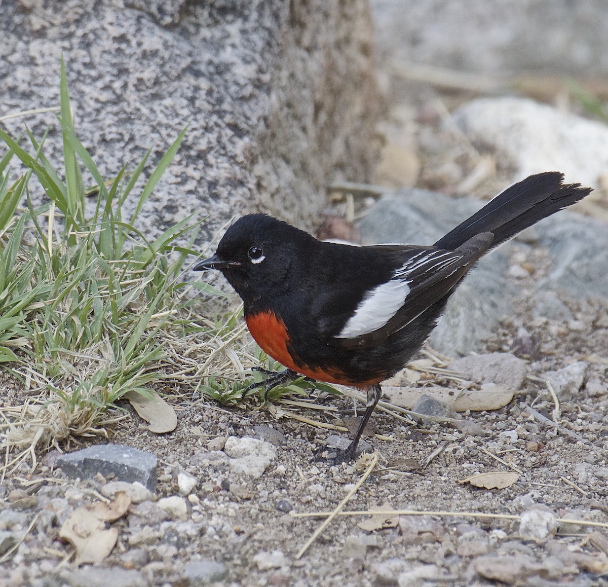 Painted Redstart - James Taylor