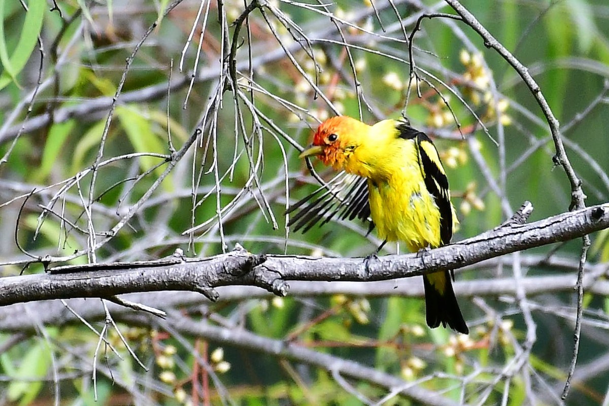 Western Tanager - ML152792961