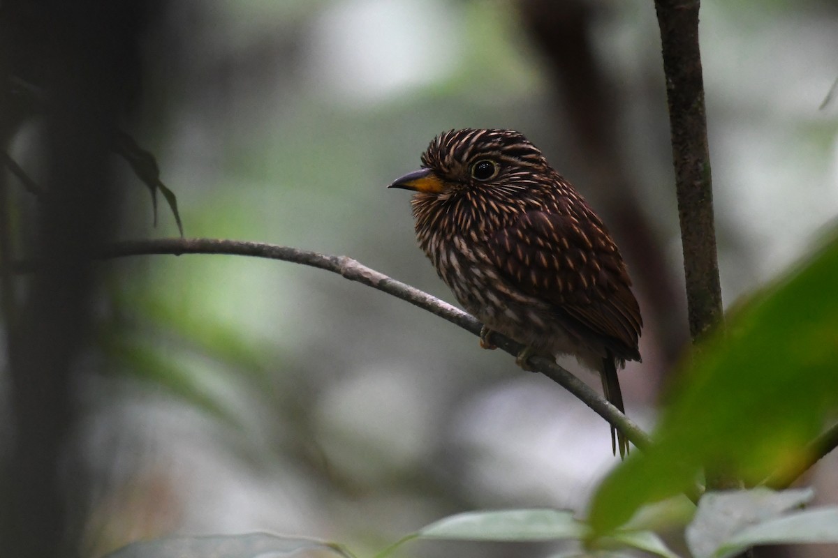 White-chested Puffbird - Hichem MACHOUK
