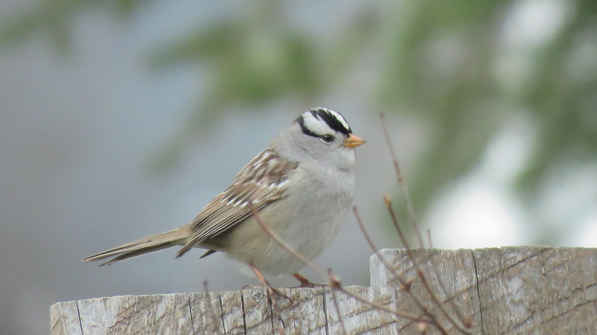 White-crowned Sparrow - ML152797861