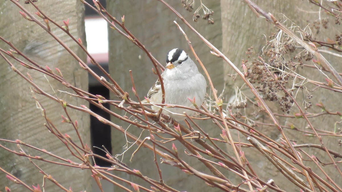 White-crowned Sparrow - ML152797881