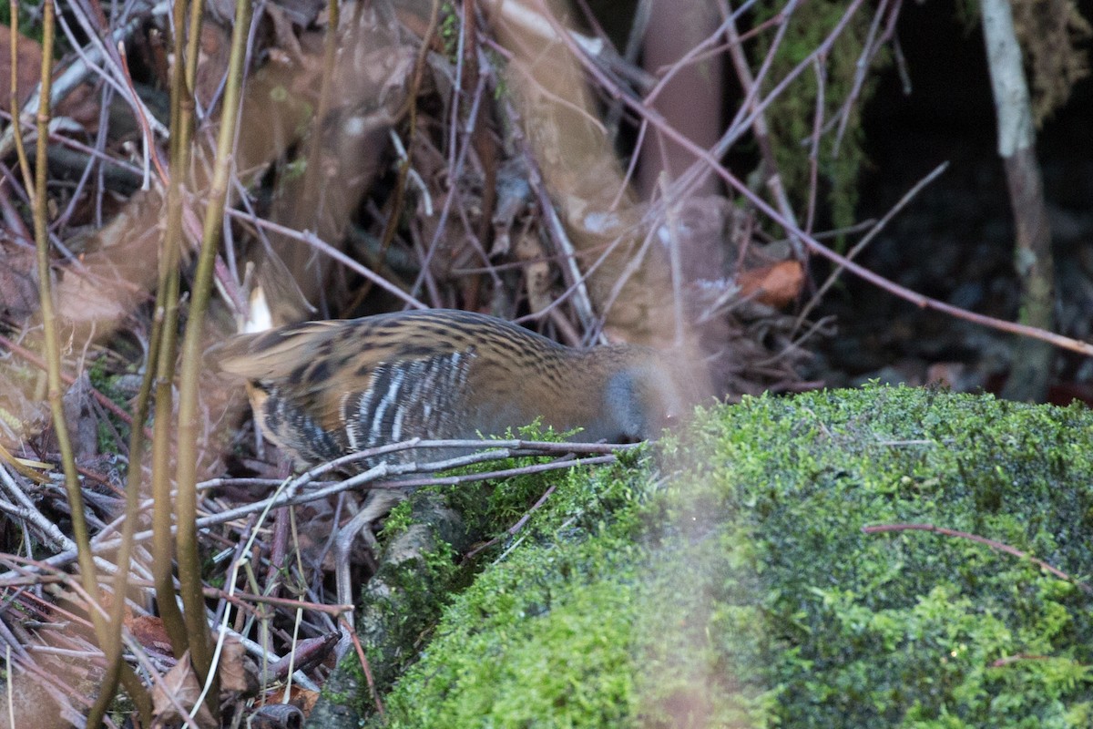 Water Rail - ML152798211