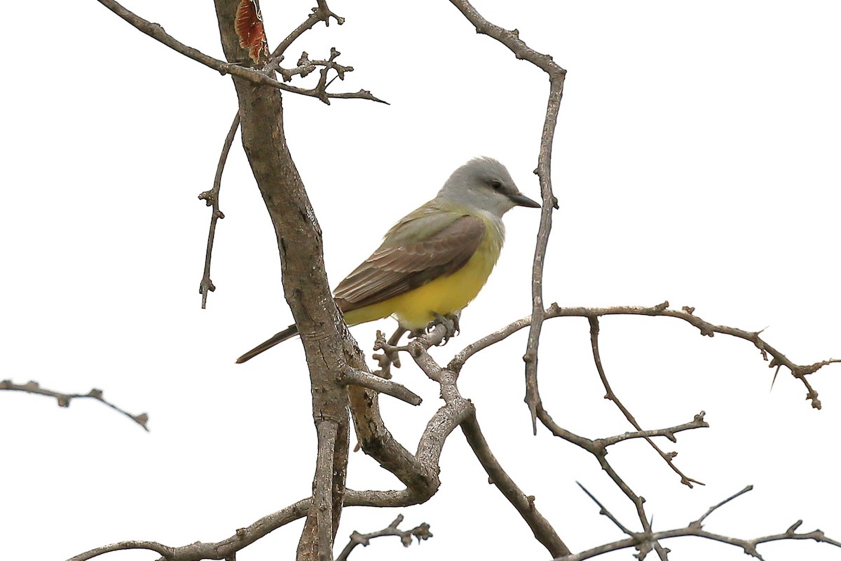 Western Kingbird - ML152798601