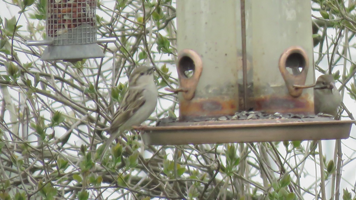 House Sparrow - ML152799141