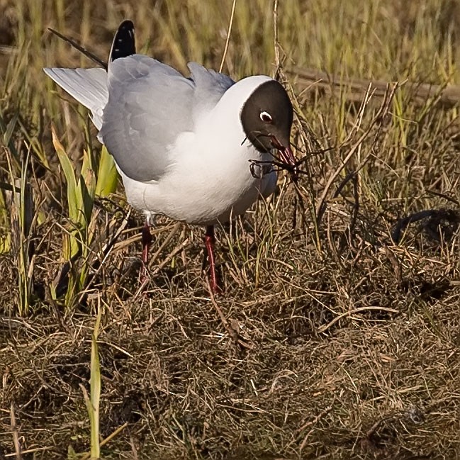 Black-headed Gull - ML152799171