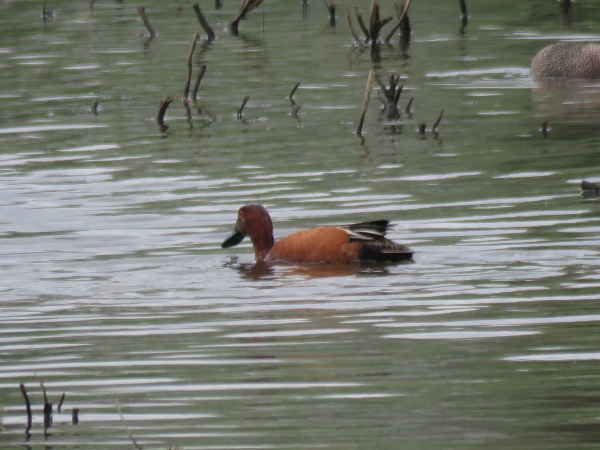 Cinnamon Teal - Kathy Carroll