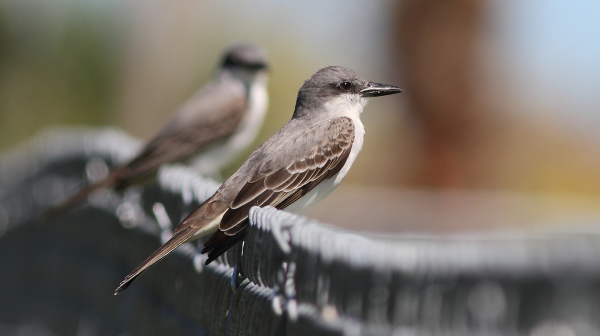 Gray Kingbird - ML152799621