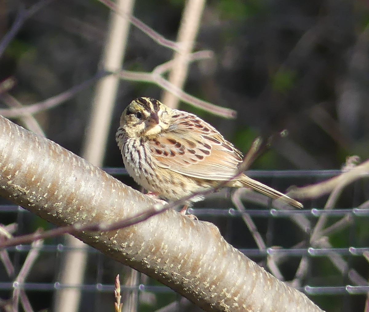 Henslow's Sparrow - ML152802321